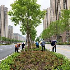 常德城市绿化带种植什么植物比较好